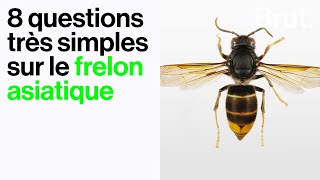 8 questions très simples sur le frelon asiatique [upl. by Sinclair]