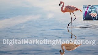 il fenicottero passeggiaFenicottero Mare Fenicotteri Spiagge Flamingo Beach Flamingos Sea [upl. by Pillihpnhoj]