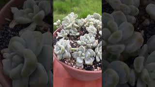 Sedum clavatum succulents suculentas viralvideo viralshorts trending [upl. by Hellene661]