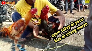 pasaran hari ini ada pedagang yang beli 130 k padahal ayam nya cakep [upl. by Ashely390]