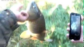 Catching carp in the Opequon creek Kearneysville WV [upl. by Llednil216]