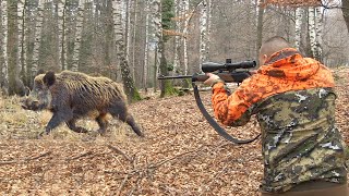 Hunting Serbia Wild boar hunting  Lov divlje svinje planina Jastrebac KruševacCaccia ai cinghiali [upl. by Ayatal913]