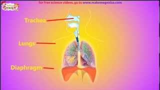 How Air Pressure helps in Breathing [upl. by Damha799]