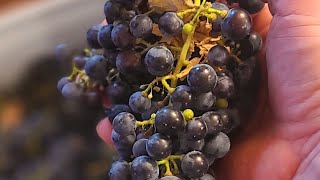 Making HomeMade Merlot Wine Part 1 [upl. by Ailad]