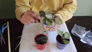 Planting Episcia Cuttings [upl. by Mckay897]