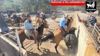 Coleadero de paga en rancho el banco lienzo charro dos carnales de tlaltenango Zacatecas [upl. by Laurette]