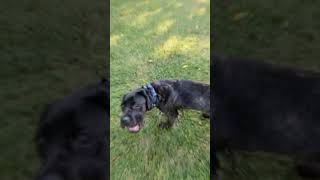 Check Out This Cane Corsos Highlight Reel  Indianapolis Dog Trainers Off Leash K9 [upl. by Nnyla]