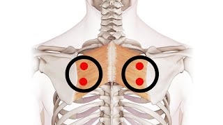 Exploring the Rhomboids Understanding Trigger Point Locations for Better Muscle Health [upl. by Lletnahs]