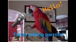 Funny Talking Macaw Parrots Try not to laugh challenge Amazing talking Macaws Can Macaws Talk [upl. by Akerahs997]