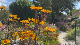 Late July Cottage Garden Tour Stunning Perennials in Bloom  Perennial Garden [upl. by Masuh]