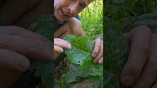 🐞 Ladybirds Need Docks 🐞 nature ladybird permaculture gardening nativeplants explore [upl. by Nesahc]