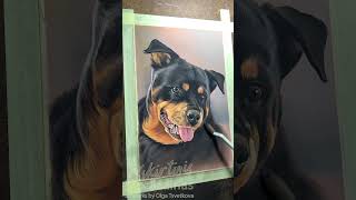 Rottweiler comission by Master Artist Olga Tsvetkova [upl. by Essirehs]