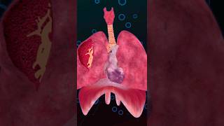 The Heart 🫀 and The Respiratory System 🫁 [upl. by Chico]