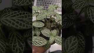 Unbelievable Fittonia The Ultimate Office Plant [upl. by Aruasi]