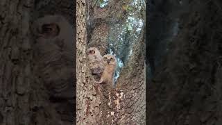 BBSP Great Horned Owlets Begging in Nest Tree 01112023 [upl. by Main]