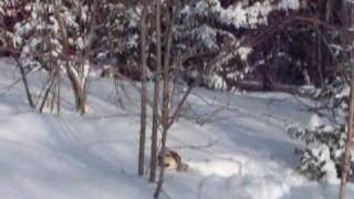 Beauté dans la neige en raquette avec mon chien [upl. by Ariday37]