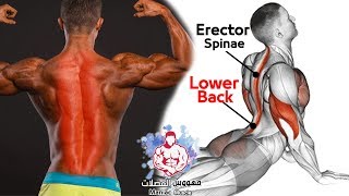 EXERCISE bodyweight Erector Spinae  Strong Lower Back Workout At Home [upl. by Angelo]