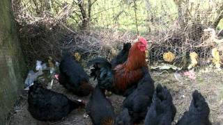 La poule de marans poules marans a vendre [upl. by Nallij]