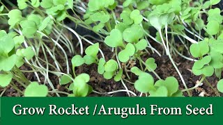 How to Grow Arugula or Rocket From Seed  Leafy Green and Microgreen [upl. by Amber]