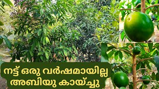 നട്ട് ഒരു വർഷമായില്ല അബിയു കായ്ചേ Abiyu Plant MalayalamAbiyu Fruit MalayalamAbiu Plant Abiu fruit [upl. by Sartin470]