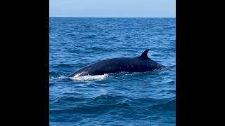 Fun Encounter Minke Whales Dolphins and Mola Mola Together [upl. by Nikkie]