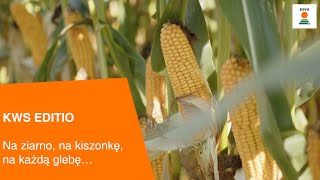 KWS EDITIO  Na ziarno na kiszonkę na każdą glebę… [upl. by Nodnelg]