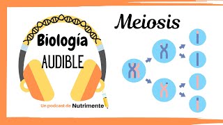 E7 Meiosis completa y diferencias con la mitosis [upl. by Joanna]