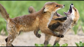 Foxes Fighting Over Food The Pecking Order [upl. by Enileve]