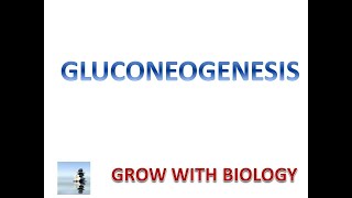 Gluconeogenesis pathway biochemistry metabolism Gluconeogenesis Metabolism Biochemistry [upl. by Megargee]