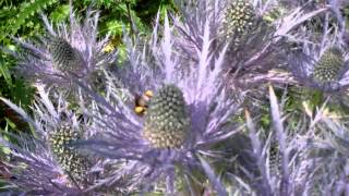 Bees On Sea Holly Perth Perthshire Scotland [upl. by Eelan]