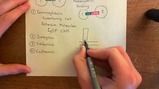 Integrins Part 2 [upl. by Abrahams818]