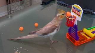 Kiwi cockatiel bird playing basketball 2 [upl. by Anitsuj]