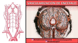 VASCULARIZACIÓN DEL ENCÉFALO  Polígono de Willis vena de Galeno vena basilar de Rosenthal LCR [upl. by Savvas]