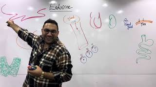 Endocrine physiology 1 القصر العيني [upl. by Noteloc]