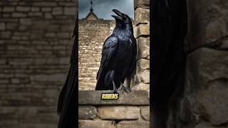 A closeup of the Tower of London ravens perched on a stone wall youtubeshorts [upl. by Elocyn21]