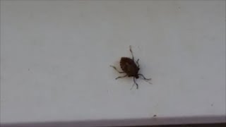 How to quickly kill stink bugs without the smell [upl. by Aserehc704]