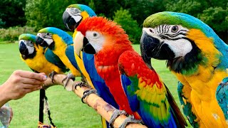 5 Pet Macaw Parrots In Free Flight  Primrose Hill  London [upl. by Sarat820]