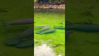 Manatees in Blue Spring State Park [upl. by Stasny946]