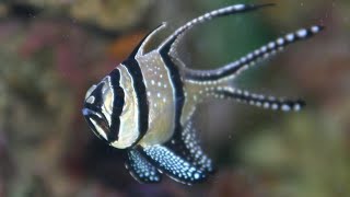 Facts The Banggai Cardinalfish [upl. by Ogg]