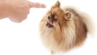 How to Stop a Dog from Barking  Stop Dog Barking Tips [upl. by Eedak541]