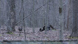 Decoys work again West Virginia turkey hunt 41724 [upl. by Enicar566]