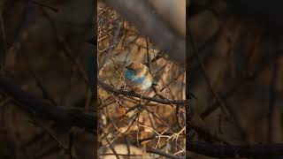 Blue waxbill birds birdwatching birdphotography shorts [upl. by Chimene]