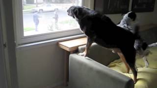 Dogs Barking At Mailman [upl. by Aneehsal]