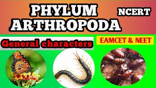 Phylum arthropoda by Sagar zoology [upl. by Maris]