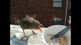 Starling fledgling visits for afternoon snack [upl. by Domph793]