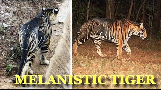 Rare Black Tiger Is Exist In Fewer Than 10 Is Spotted In India [upl. by Priebe341]