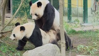 Caught on Camera Two giant pandas mating at a Vienna zoo [upl. by Ettenej]