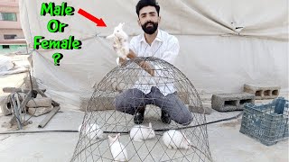 Difference Between Male And Female Rabbit 🐇 Pets Vlog [upl. by Ecyarg636]