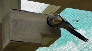 Cockatiel Singing to Turquoisine in nesting box  The Pheasantasiam [upl. by Otsenre]