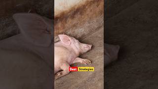 The best strategies of starting a commercial pig farm in Ghana  Part 2 pigs pigfarmvideo foryou [upl. by Yarb]